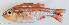  ( - P3190318)  @11 [ ] CreativeCommons Attribution ShareAlike (2021) Institut Halieutique et des Sciences Marines Institut Halieutique et des Sciences Marines