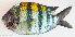 ( - P4050460)  @11 [ ] CreativeCommons Attribution ShareAlike (2021) Institut Halieutique et des Sciences Marines Institut Halieutique et des Sciences Marines