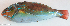  ( - P4050485)  @11 [ ] CreativeCommons Attribution ShareAlike (2021) Institut Halieutique et des Sciences Marines Institut Halieutique et des Sciences Marines