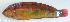  ( - P4050523)  @11 [ ] CreativeCommons Attribution ShareAlike (2021) Institut Halieutique et des Sciences Marines Institut Halieutique et des Sciences Marines