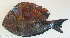  ( - P4191232)  @11 [ ] CreativeCommons Attribution ShareAlike (2021) Institut Halieutique et des Sciences Marines Institut Halieutique et des Sciences Marines