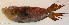  ( - P4191256)  @11 [ ] CreativeCommons Attribution ShareAlike (2021) Institut Halieutique et des Sciences Marines Institut Halieutique et des Sciences Marines
