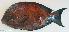  ( - P4191274)  @11 [ ] CreativeCommons Attribution ShareAlike (2021) Institut Halieutique et des Sciences Marines Institut Halieutique et des Sciences Marines