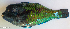  ( - P4251625)  @11 [ ] CreativeCommons Attribution ShareAlike (2021) Institut Halieutique et des Sciences Marines Institut Halieutique et des Sciences Marines
