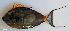  ( - P4251632)  @11 [ ] CreativeCommons Attribution ShareAlike (2021) Institut Halieutique et des Sciences Marines Institut Halieutique et des Sciences Marines