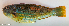  ( - P4251651)  @11 [ ] CreativeCommons Attribution ShareAlike (2021) Institut Halieutique et des Sciences Marines Institut Halieutique et des Sciences Marines