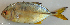  ( - P4261680)  @11 [ ] CreativeCommons Attribution ShareAlike (2021) Institut Halieutique et des Sciences Marines Institut Halieutique et des Sciences Marines