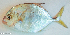  ( - P4291743)  @11 [ ] CreativeCommons Attribution ShareAlike (2021) Institut Halieutique et des Sciences Marines Institut Halieutique et des Sciences Marines