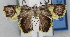  ( - USNM ENT 00203270)  @12 [ ] CreativeCommons - Attribution Share-Alike (2017) Unspecified Smithsonian Institution National Museum of Natural History