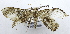  ( - USNM ENT 00731889)  @13 [ ] CreativeCommons - Attribution Share-Alike (2018) Unspecified Smithsonian Institution National Museum of Natural History