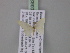  ( - BC ZSM Lep 03825)  @13 [ ] CreativeCommons - Attribution Non-Commercial Share-Alike (2010) Unspecified SNSB, Zoologische Staatssammlung Muenchen