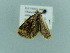  ( - BC ZSM Lep 79788)  @12 [ ] CreativeCommons - Attribution Non-Commercial Share-Alike (2015) Axel Hausmann/Bavarian State Collection of Zoology (ZSM) SNSB, Zoologische Staatssammlung Muenchen