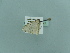  ( - BC ZSM Lep 79804)  @12 [ ] CreativeCommons - Attribution Non-Commercial Share-Alike (2015) Axel Hausmann/Bavarian State Collection of Zoology (ZSM) SNSB, Zoologische Staatssammlung Muenchen