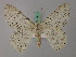  ( - BC ZSM Lep 58168)  @11 [ ] by-nc-sa (2025) SNSB, Staatliche Naturwissenschaftliche Sammlungen Bayerns ZSM (SNSB, Zoologische Staatssammlung Muenchen)