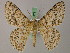  (Pingasa delotypa - BC ZSM Lep 58170)  @11 [ ] by-nc-sa (2025) SNSB, Staatliche Naturwissenschaftliche Sammlungen Bayerns ZSM (SNSB, Zoologische Staatssammlung Muenchen)