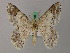  (Pingasa porphyrochrostes - BC ZSM Lep 58180)  @11 [ ] by-nc-sa (2025) SNSB, Staatliche Naturwissenschaftliche Sammlungen Bayerns ZSM (SNSB, Zoologische Staatssammlung Muenchen)