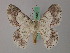  (Pingasa sulawesica - BC ZSM Lep 58184)  @11 [ ] by-nc-sa (2025) SNSB, Staatliche Naturwissenschaftliche Sammlungen Bayerns ZSM (SNSB, Zoologische Staatssammlung Muenchen)