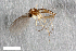 (Cratyna uliginosoides - ZFMK-TIS-2531460)  @13 [ ] CreativeCommons - Attribution Share-Alike (2014) Unspecified Zoologisches Forschungsmuseum Alexander Koenig