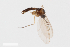  ( - ZFMK-TIS-2541784)  @12 [ ] CreativeCommons - Attribution Share-Alike (2015) Unspecified Zoologisches Forschungsmuseum Alexander Koenig