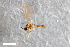  ( - ZFMK-TIS-2544985)  @12 [ ] CreativeCommons - Attribution Share-Alike (2015) Unspecified Zoologisches Forschungsmuseum Alexander Koenig
