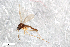  ( - ZFMK-TIS-2544998)  @12 [ ] CreativeCommons - Attribution Share-Alike (2015) Unspecified Zoologisches Forschungsmuseum Alexander Koenig