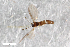  ( - ZFMK-TIS-2544999)  @12 [ ] CreativeCommons - Attribution Share-Alike (2015) Unspecified Zoologisches Forschungsmuseum Alexander Koenig