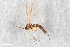  ( - ZFMK-TIS-2552123)  @13 [ ] CreativeCommons - Attribution Share-Alike (2015) Unspecified Zoologisches Forschungsmuseum Alexander Koenig