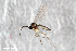  ( - ZFMK-TIS-2555559)  @13 [ ] CreativeCommons - Attribution Share-Alike (2015) Unspecified Zoologisches Forschungsmuseum Alexander Koenig