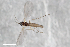  ( - ZFMK-TIS-2555560)  @12 [ ] CreativeCommons - Attribution Share-Alike (2015) Unspecified Zoologisches Forschungsmuseum Alexander Koenig