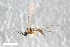  ( - ZFMK-TIS-2556366)  @13 [ ] CreativeCommons - Attribution Share-Alike (2015) Unspecified Zoologisches Forschungsmuseum Alexander Koenig