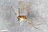  ( - ZFMK-TIS-2583256)  @11 [ ] CreativeCommons  Attribution Share-Alike (by-sa) 4.0  Unspecified Zoologisches Forschungsmuseum Alexander Koenig