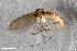  ( - ZFMK-TIS-2583258)  @11 [ ] CreativeCommons  Attribution Share-Alike (by-sa) 4.0  Unspecified Zoologisches Forschungsmuseum Alexander Koenig