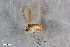  ( - ZFMK-TIS-2583259)  @11 [ ] CreativeCommons  Attribution Share-Alike (by-sa) 4.0  Unspecified Zoologisches Forschungsmuseum Alexander Koenig