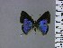  ( - BC-MNHN-LEP01339)  @11 [ ] by-nc-sa (2021) MNHN MNHN, Paris
