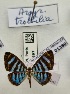  (Argyrogrammana trochilia - BC-MNHN-LEP01389)  @11 [ ] by-nc-sa (2021) MNHN MNHN, Paris