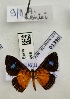  (Argyrogrammana denisi - BC-MNHN-LEP01390)  @11 [ ] by-nc-sa (2021) MNHN MNHN, Paris