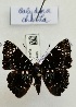  (Calydna charila - BC-MNHN-LEP01396)  @11 [ ] by-nc-sa (2021) MNHN MNHN, Paris