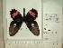  (Parides lysander lysander - BC-MNHN-LEP01436)  @11 [ ] cc (2022) Rodolphe Rougerie Muséum national d'histoire naturelle