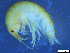  ( - Gf_Ger6_16)  @14 [ ] CreativeCommons - Attribution Non-Commercial Share-Alike (2013) Meike A.Seefeldt Ruhr University Bochum