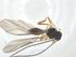  (Dacnusa adducta - CBG-A21946-H08)  @11 [ ] CreativeCommons - Attribution Share - Alike (2023) Centre for Biodiversity Genomics Centre for Biodiversity Genomics