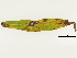  ( - BIOUG85758-B12)  @11 [ ] CreativeCommons - Attribution (2022) CBG Photography Group Centre for Biodiversity Genomics