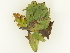  ( - BIOUG85758-D11)  @11 [ ] CreativeCommons - Attribution (2022) CBG Photography Group Centre for Biodiversity Genomics