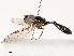  (Allobaccha brevis - CBG-B17211-F06)  @11 [ ] CreativeCommons - Attribution Share - Alike (2025) CBG Photography Group Centre for Biodiversity Genomics