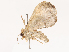  ( - CBG-B07578-B04)  @11 [ ] CreativeCommons - Attribution Share - Alike (2025) CBG Photography Group Centre for Biodiversity Genomics