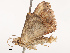  ( - CBG-B19182-F12)  @11 [ ] CreativeCommons - Attribution Share - Alike (2025) CBG Photography Group Centre for Biodiversity Genomics