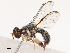  (Dacus annulatus - CBG-B07457-B01)  @11 [ ] CreativeCommons - Attribution Share - Alike (2025) CBG Photography Group Centre for Biodiversity Genomics