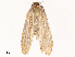  (Dasyses - CBG-B07581-E10)  @11 [ ] CreativeCommons - Attribution Share - Alike (2025) CBG Photography Group Centre for Biodiversity Genomics