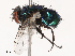  ( - CBG-B07581-H05)  @11 [ ] CreativeCommons - Attribution Share - Alike (2025) CBG Photography Group Centre for Biodiversity Genomics