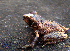  (Raorchestes anili - RGCB18)  @11 [ ] CreativeCommons - Attribution Non-Commercial Share-Alike (2015) Unspecified RGCB