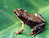  (Micrixalus phyllophilus - RGCB2)  @11 [ ] CreativeCommons - Attribution Non-Commercial Share-Alike (2015) Unspecified RGCB